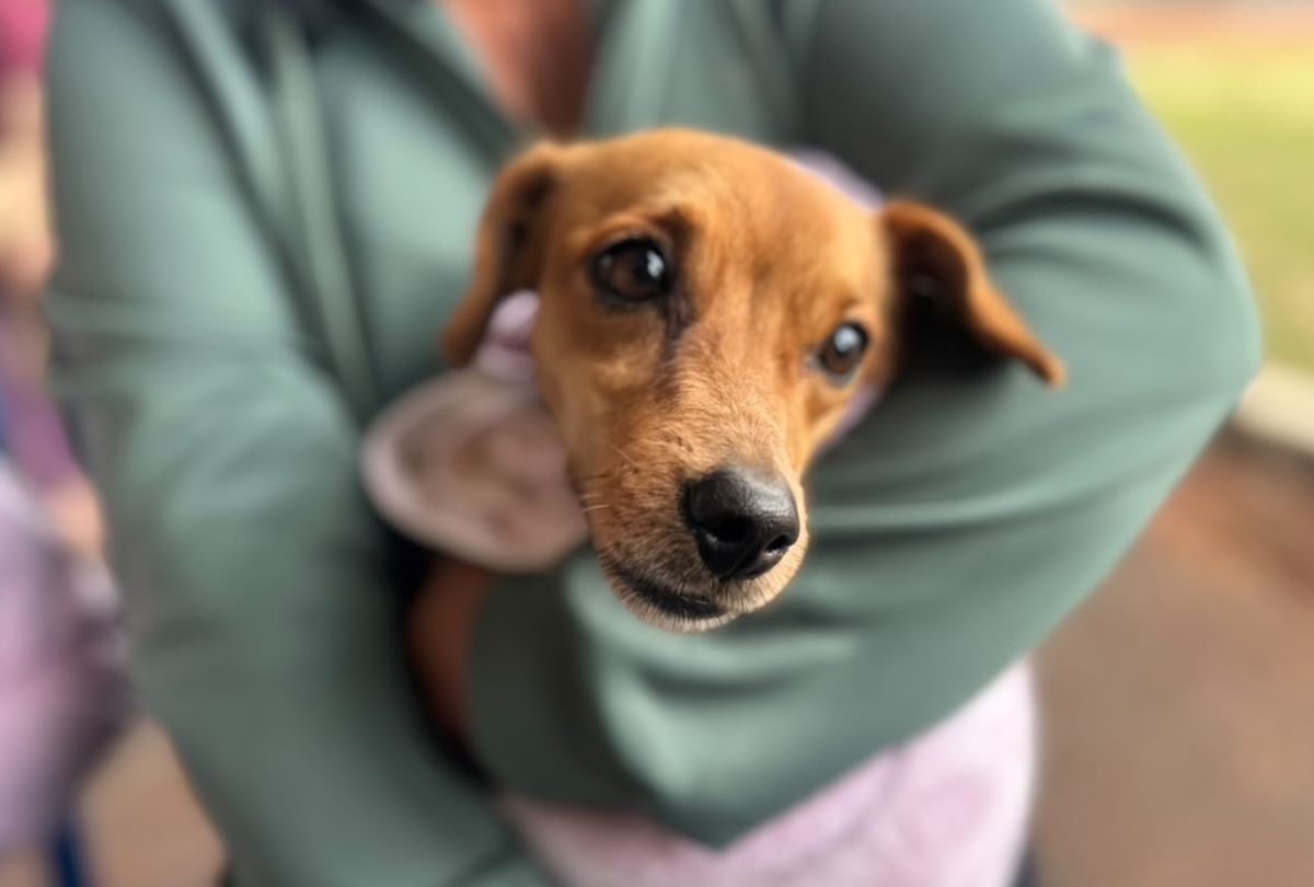Veterinário Gratuito para Pets Chega a 14 Cidades do Paraná (Vet-Móvel)